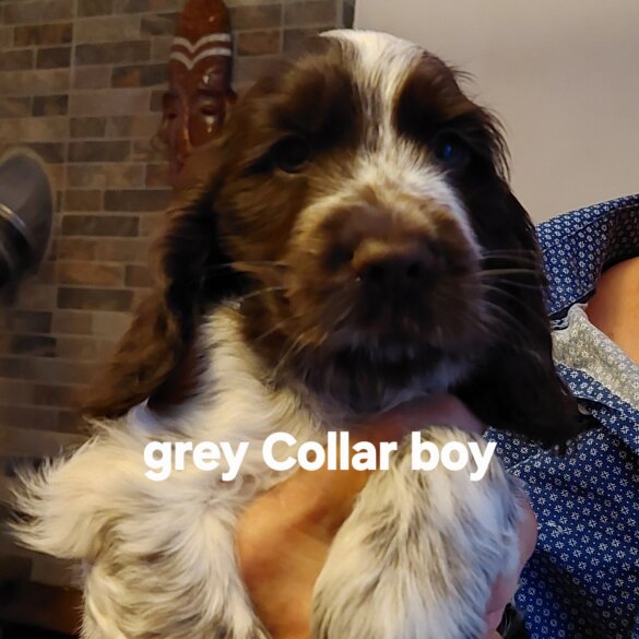 Cocker Spaniel (Show) - Both