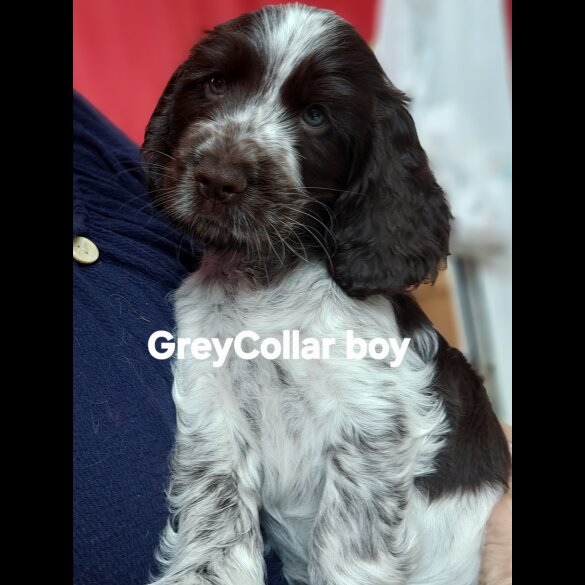 Cocker Spaniel (Show) - Both
