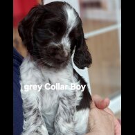 Cocker Spaniel (Show) - Both