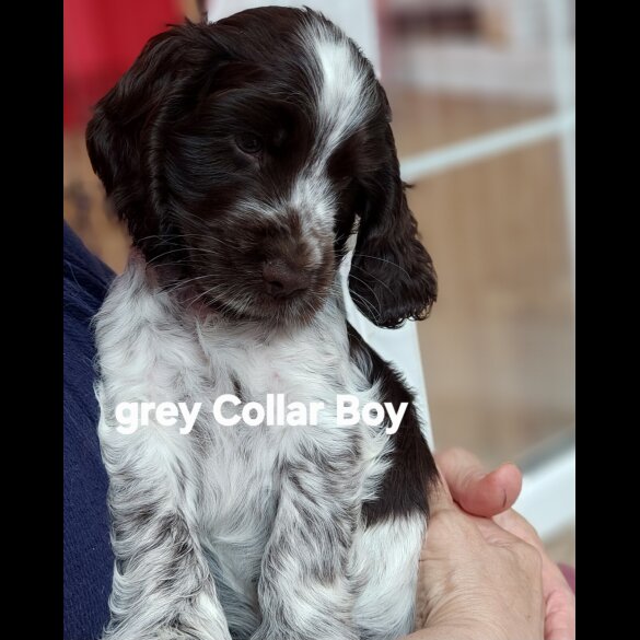 Cocker Spaniel (Show) - Both