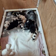 Cocker Spaniel (Show) - Both