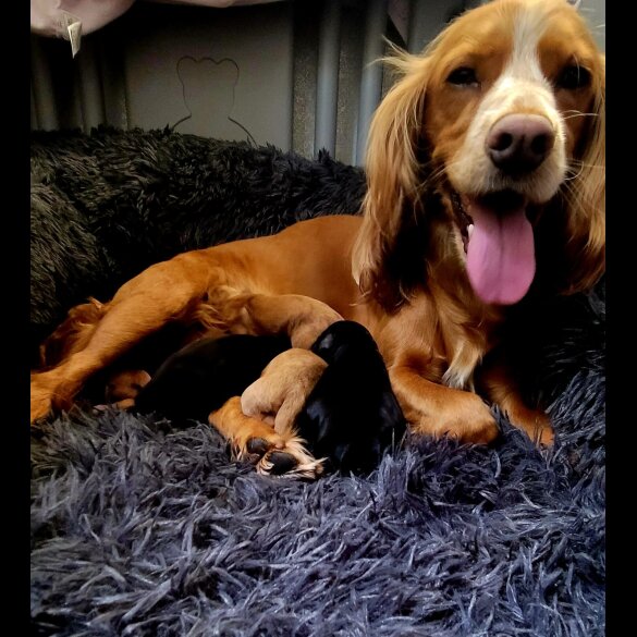 Cocker Spaniel (Show) - Both