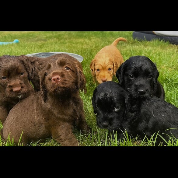 Cocker Spaniel (Show) - Bitches