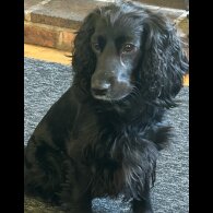 Cocker Spaniel (Show) - Bitches