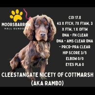 Cocker Spaniel (Show) - Bitches