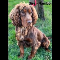 Cocker Spaniel (Show) - Bitches