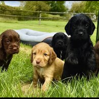 Cocker Spaniel (Show) - Bitches