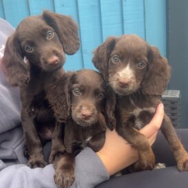 Cocker Spaniel (Show) - Both