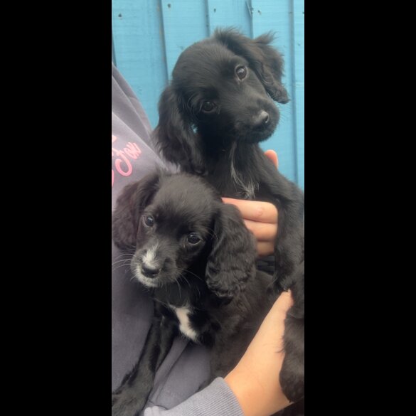 Cocker Spaniel (Show) - Both