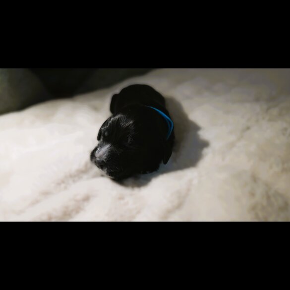 Cocker Spaniel (Show) - Both