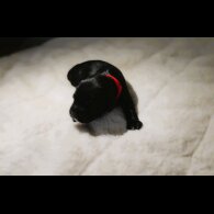 Cocker Spaniel (Show) - Both
