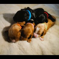 Cocker Spaniel (Show) - Both