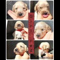 Cocker Spaniel (Show) - Both