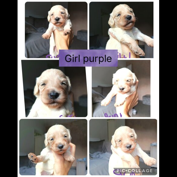 Cocker Spaniel (Show) - Both