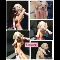 Cocker Spaniel (Show) - Both