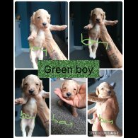 Cocker Spaniel (Show) - Both