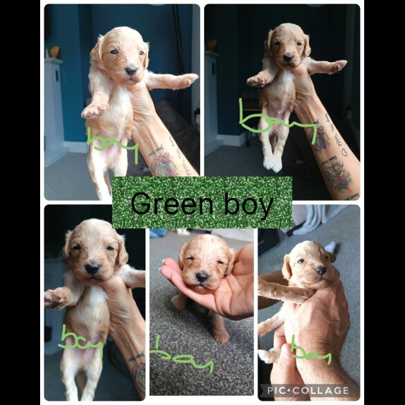 Cocker Spaniel (Show) - Both