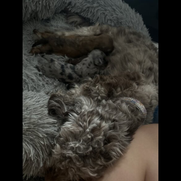 Shih Tzu - Both