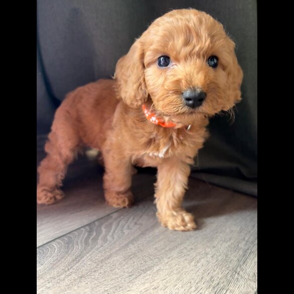 Cockapoo - Both