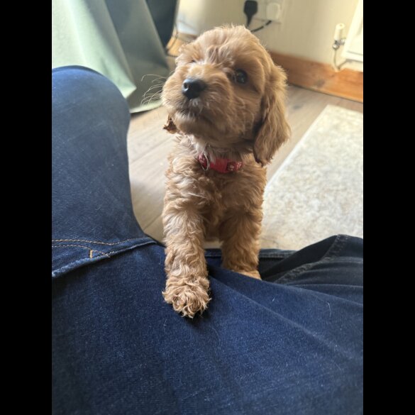 Cockapoo - Both