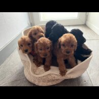 Cockapoo - Both