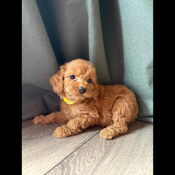 Cockapoo - Both