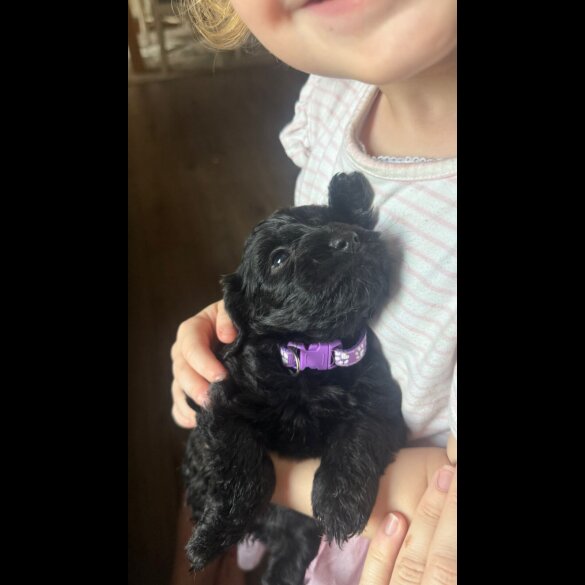 Cockapoo - Both