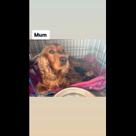Cockapoo - Both