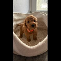Cockapoo - Both