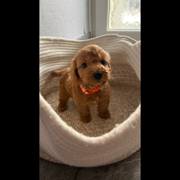 Cockapoo - Both