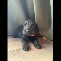 Cockapoo - Both