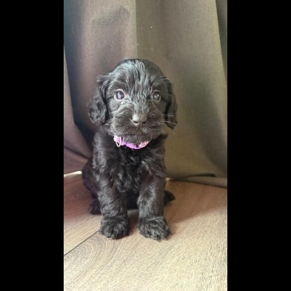 Cockapoo - Both