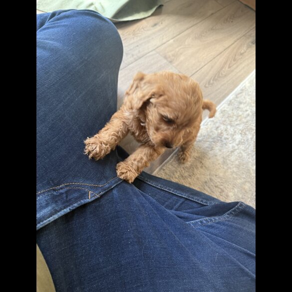Cockapoo - Both