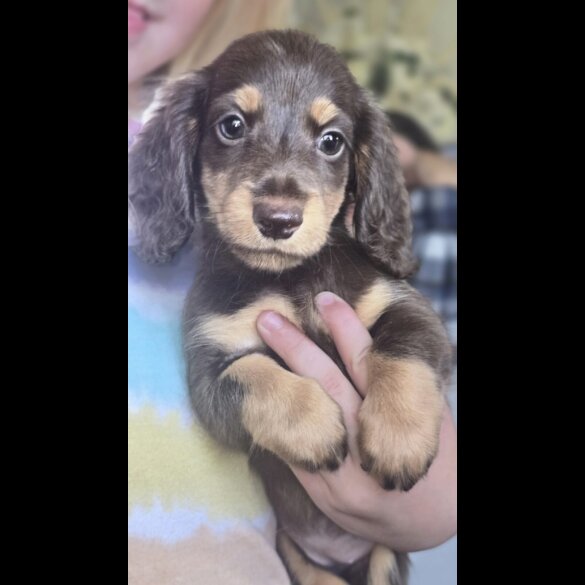 Dachshund (Miniature Long Haired) - Bitches