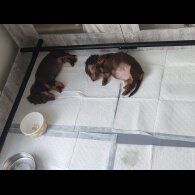 Dachshund (Miniature Long Haired) - Bitches