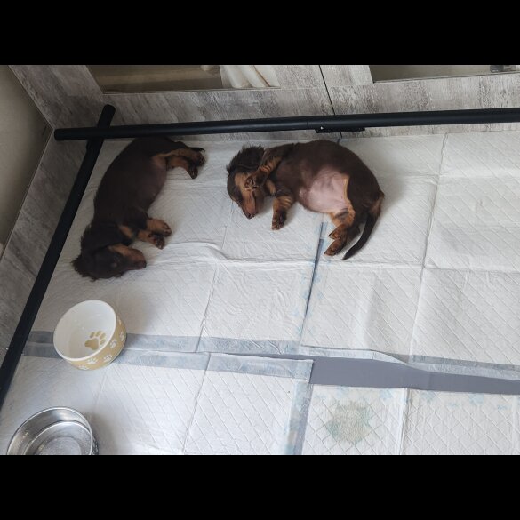 Dachshund (Miniature Long Haired) - Bitches