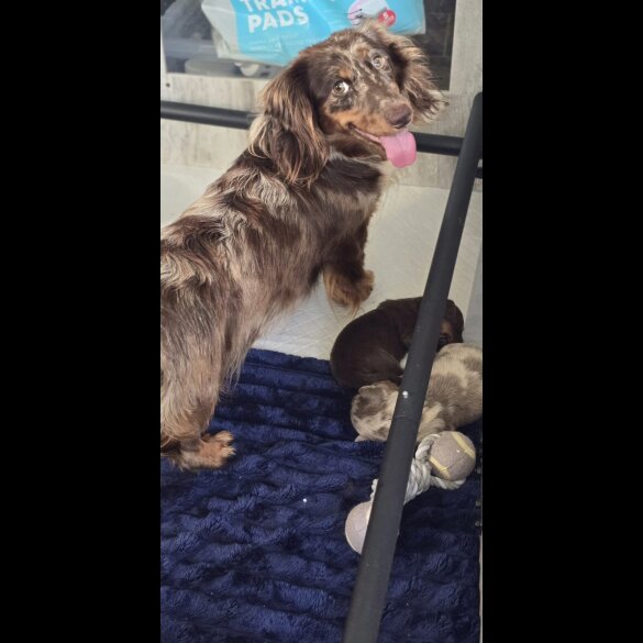 Dachshund (Miniature Long Haired) - Bitches