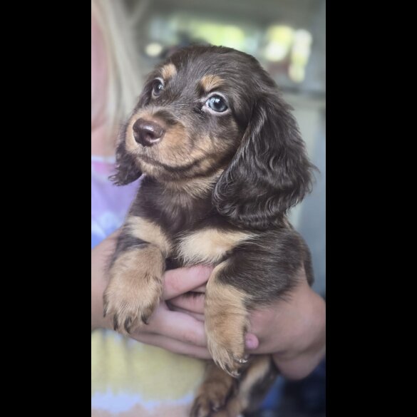 Dachshund (Miniature Long Haired) - Bitches