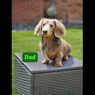 Dachshund (Miniature Long Haired) - Bitches