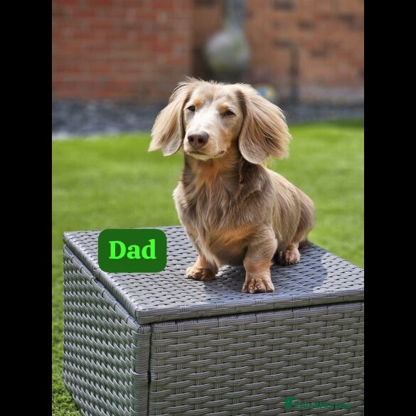 Dachshund (Miniature Long Haired) - Bitches