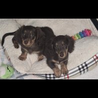 Dachshund (Miniature Long Haired) - Bitches