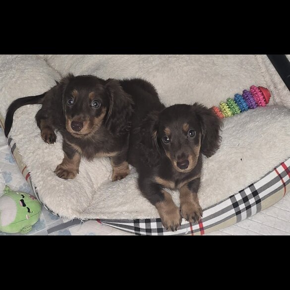 Dachshund (Miniature Long Haired) - Bitches