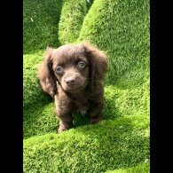 Dachshund (Long Haired) - Both