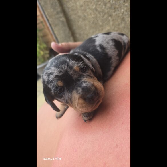 Dachshund (Smooth Haired) - Both
