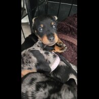 Dachshund (Smooth Haired) - Both