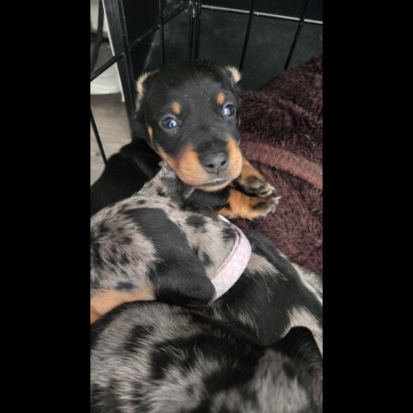 Dachshund (Smooth Haired) - Both