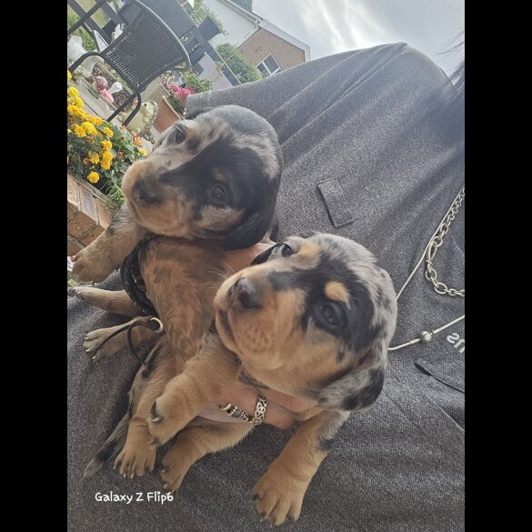 Dachshund (Smooth Haired) - Both
