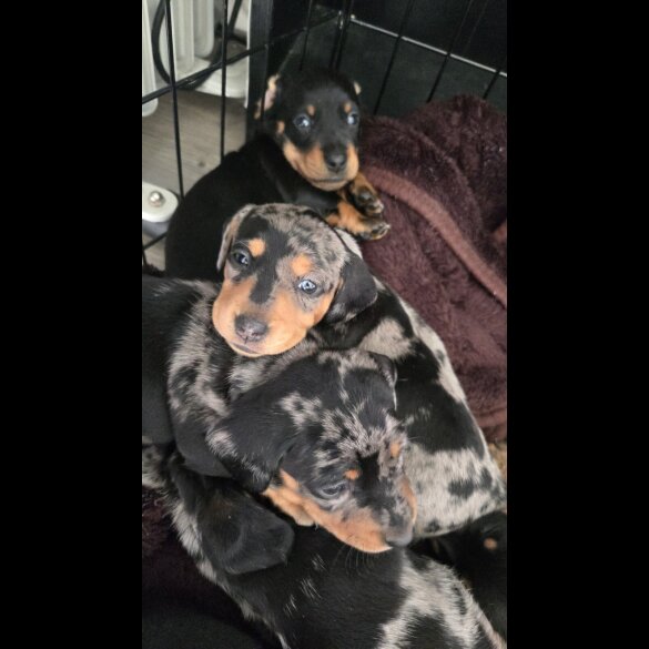 Dachshund (Smooth Haired) - Both