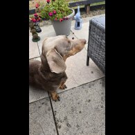 Dachshund (Smooth Haired) - Both