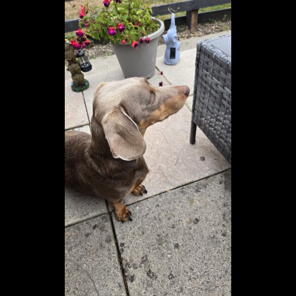 Dachshund (Smooth Haired) - Both
